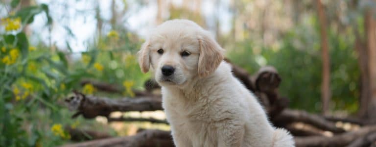 Comment changer le nom de son chien facilement