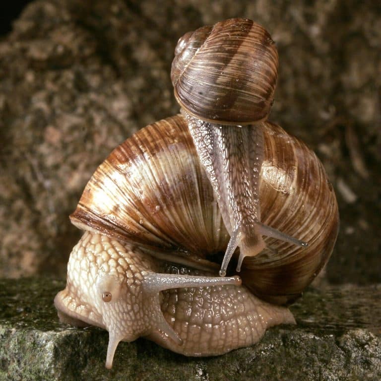 Que mange un escargot en captivité : guide alimentaire