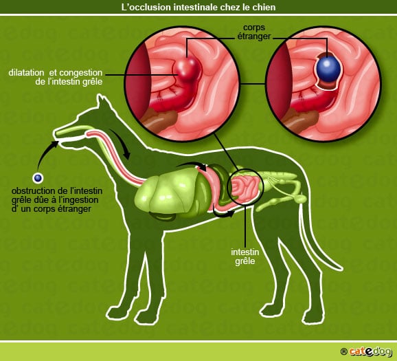 Reflux gastrique chez le chien : causes et traitements