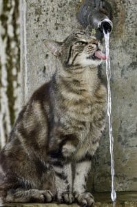 Fontaine à eau pour chat : faut-il la laisser branchée en permanence ?