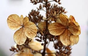 Comment teindre des fleurs séchées pour embellir vos décorations