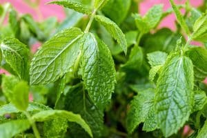 Comment faire sécher des feuilles de menthe efficacement