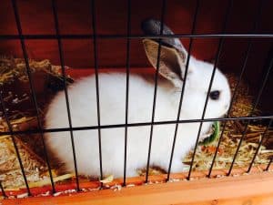 Que mettre dans la cage du lapin : guide complet pour le bien-être de votre compagnon