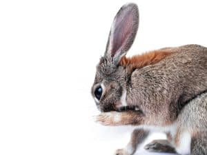 Que mettre dans la cage du lapin : guide complet pour le bien-être de votre compagnon