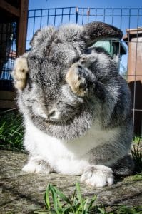 Que mettre dans la cage du lapin : guide complet pour le bien-être de votre compagnon