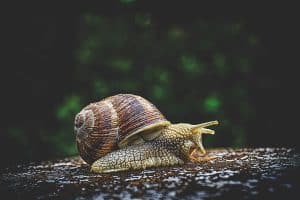 L'élevage des oeufs d'escargot en aquarium : conseils et pratiques