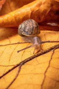 L'élevage des oeufs d'escargot en aquarium : conseils et pratiques