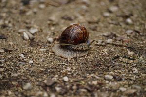 L'élevage des oeufs d'escargot en aquarium : conseils et pratiques